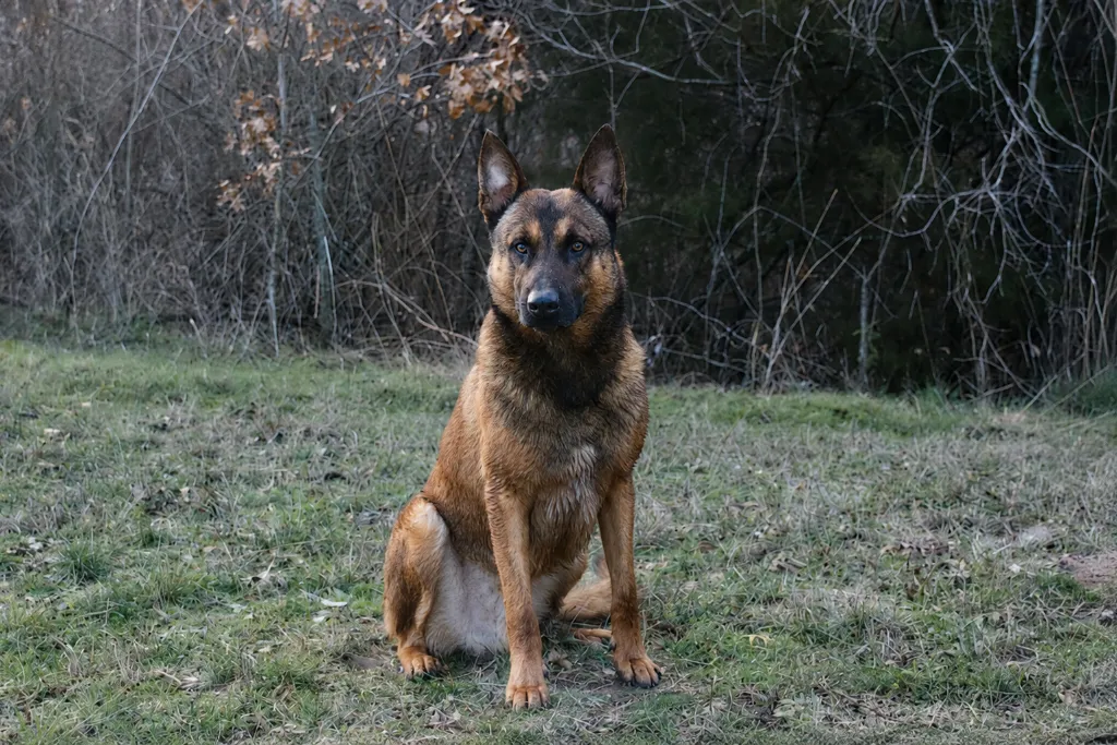 Training a Dog